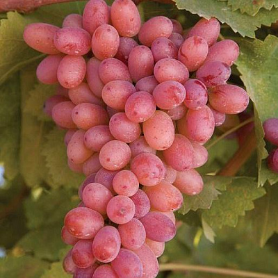 Розовый виноград в Нур-Султане