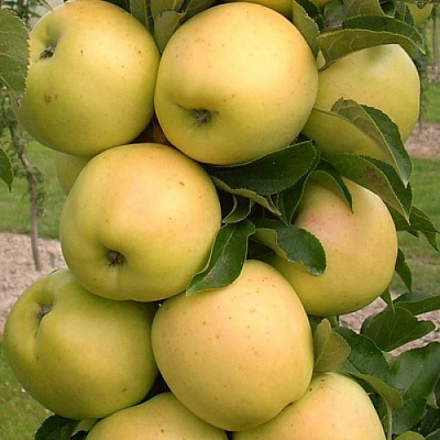 Яблоня колонновидная в Нур-Султане