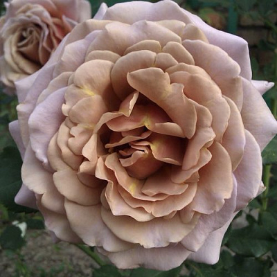 Роза КОКО ЛОКО флорибунда в Нур-Султане