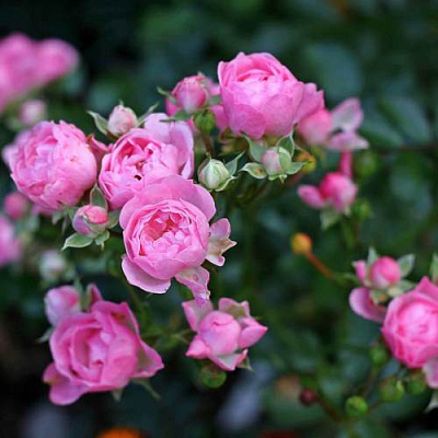 Роза полиантовая в Нур-Султане