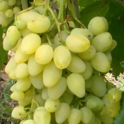 Виноград ЗАРНИЦА в Нур-Султане